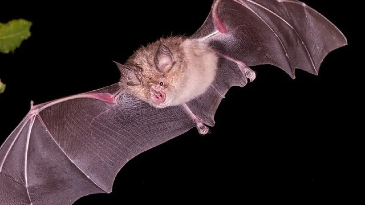 Chinese rufous horseshoe bats