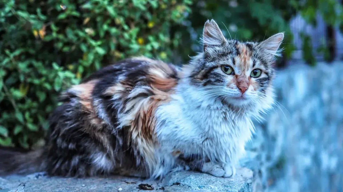 Cat in Cyprus credit Kyriacos Georgiou