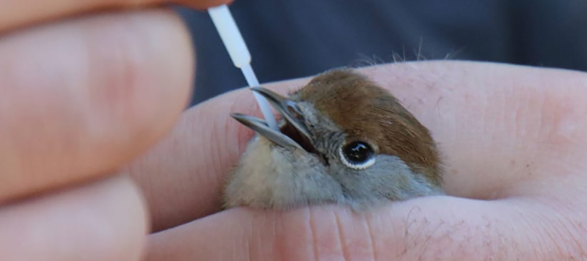 Bird being tested for West Nile Virus