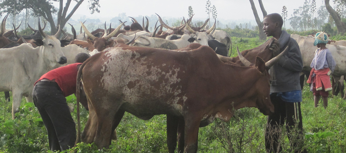 Fulani cattle and herders
