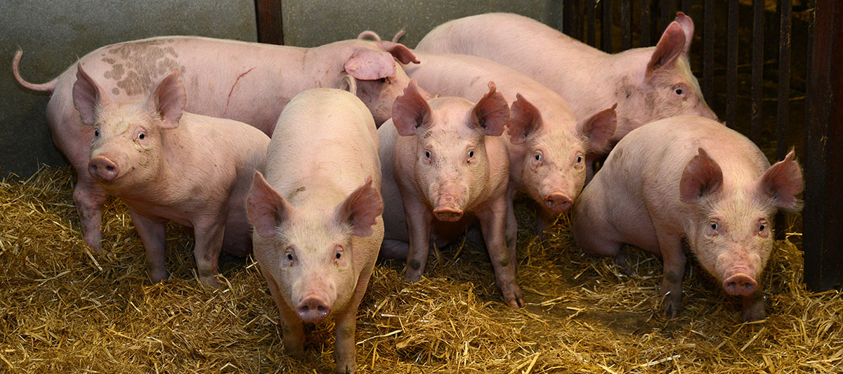 Roslin piglets