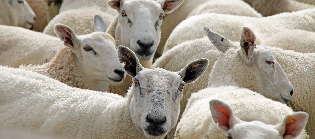 Flock of sheep